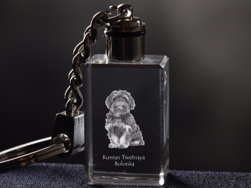 Bolonka zwetna porte - bolonka, zwetna,