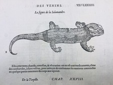 Salamandre 1585 Raie Torpille