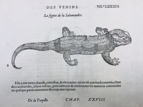 Salamandre 1585 raie torpille - 1585,