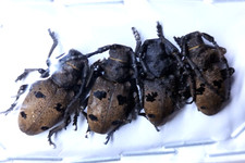 Insect - CERAMBYCIDAE