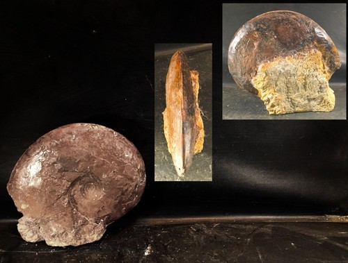 Esericeras eseri ammonite - esericeras,