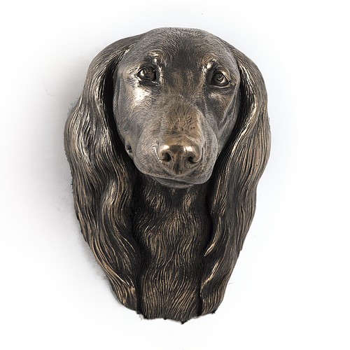 Chien teckel long poils - teckel, tête