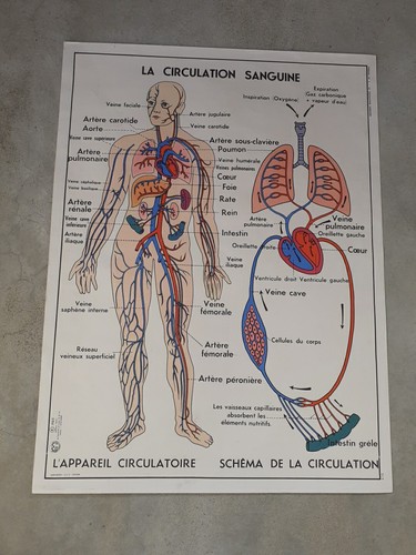 Affiche scolaire mdi - scolaire,