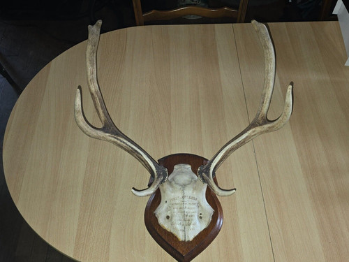 Bois cerf trophée - de, fin
