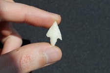 Préhistoire Néolithique