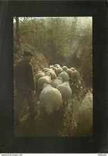 Animaux - Moutons - Pays