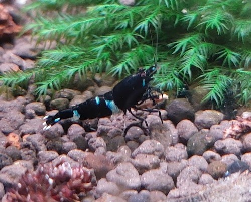 Crevettes caridina black - caridina,