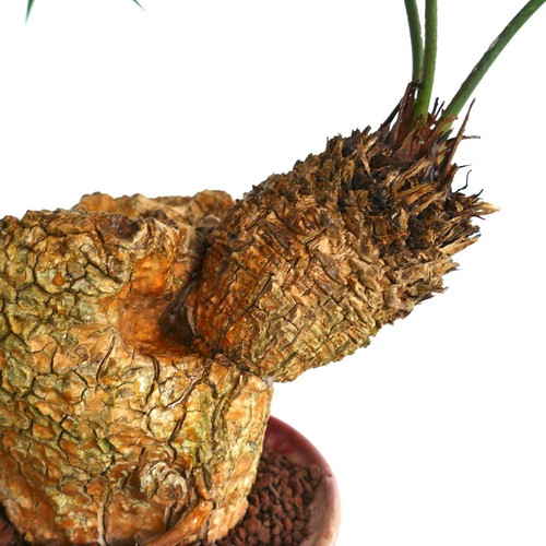 Cycas tropophylla long - tropophylla,
