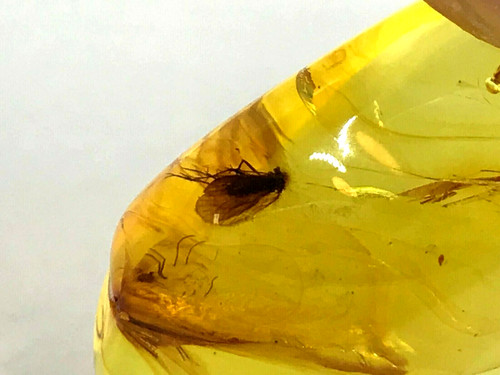 Pendentif ambre insectes - pendentif,