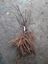 lot de 5 Ficus Carica