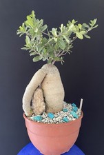 RARE! Bonsaï, Cactus, Succulente, Caudex, Vieux Kambo Ou Pain Des Hottentots