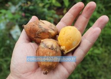 2 Fresh seeds of Attalea maripa - Rare Tropical Palm Fruit