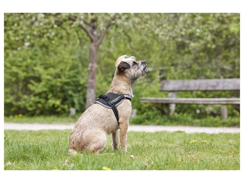 Harnais pour chien - tailles,