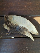 Vintage taxidermie oiseau