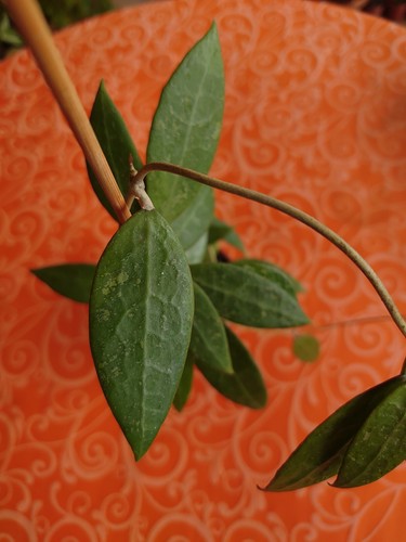 Hoya bogor - hoya, sp