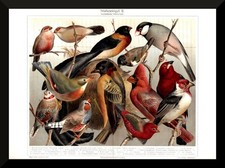 Foreign Housebirds + Hist