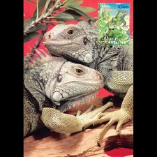 CM CEF - Espèce protégée