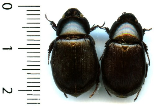 Dynastidae 2 dyscinetus - dynastidae,