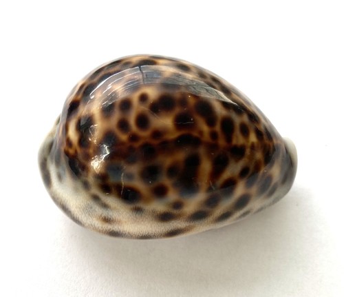 Coquillage cypraea tigris - coquillage,