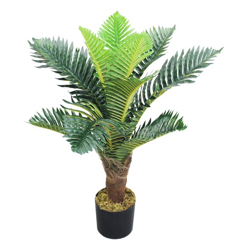 Palmier fougère plante - palmier,