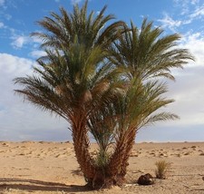 4 graines de PALMIER DATTIER(Phoenix Dactylifera)G634 DATE PALM SEEDS SAMEN SEMI