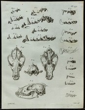 1836 - Dentition & crânes de chiens & chats - Gravure Paléontologie de Cuvier