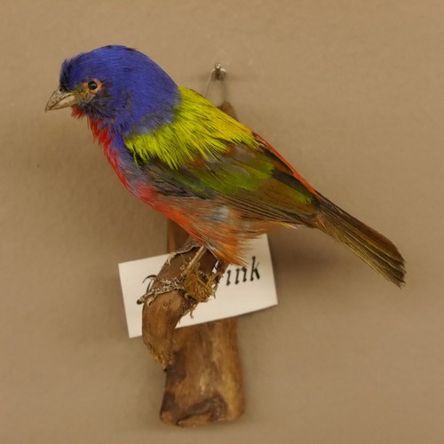 Pape fink oiseau préparé - fink,