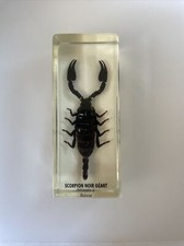 Scorpion dans résine - Scorpion Noir Géant (Heterometrus Sp) Malaisie Curiosité