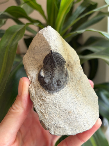 Authentic morocops trilobite - authentic,