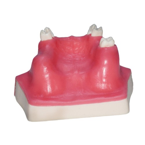 Modèle maxillaire avec sinus