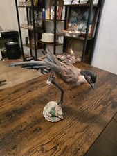 Cabinet De Curiosité Ancienne Taxidermie Oiseau Bird