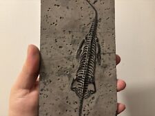 Dinosaure fossile Keichousaurus de Chine sur plaque!! #2