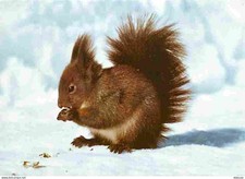 Animaux - Ecureuils - CPM - Voir Scans Recto-Verso