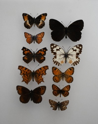Papillons naturalisés lot - , de