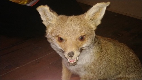 Renard empaillé