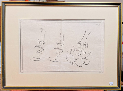 Gravure xixème anatomie - anatomie, nez