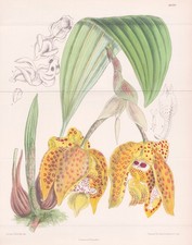 Stanhopea Costaricensis Costa Rica Orchidée Orchid Botany Lithograph Curtis 8830