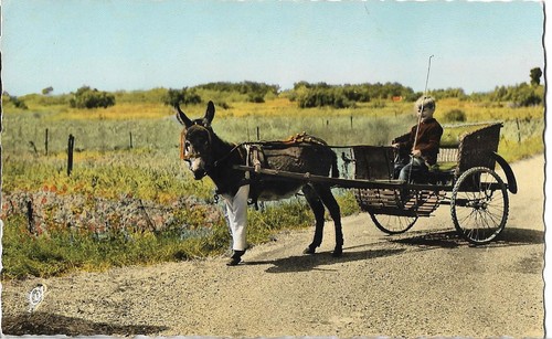 Ile l âne - ile, re