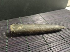 Belemnite megatheutis - belemnite,