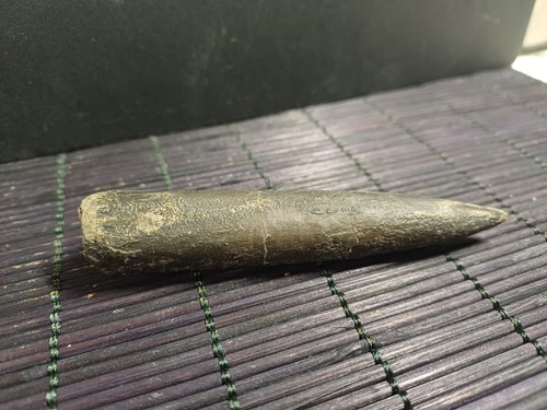 Belemnite megatheutis - megatheutis, sp