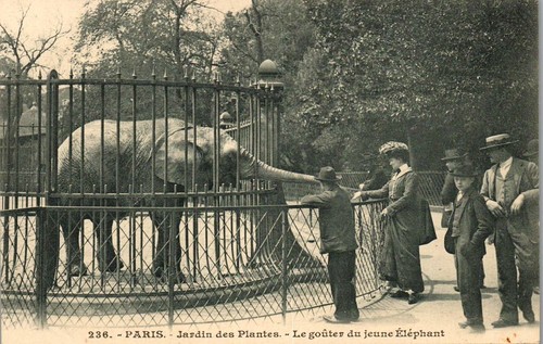 Animaux elephant carte - animaux,