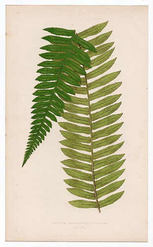 1860 edward lowe fern - fern, antique