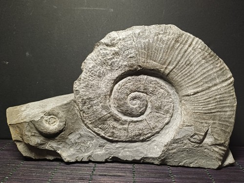 Ammonite crioceratites binelli - ammonite,