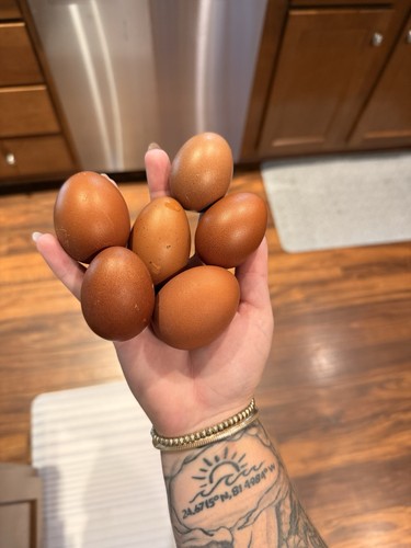 Mystic maran hatching eggs - 4,