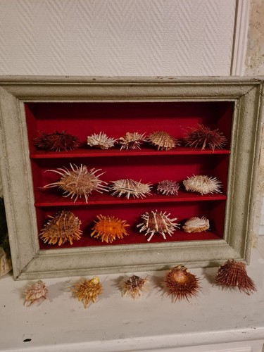 Coquillage spondylus sea - f+++,,