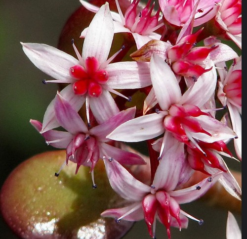 Crassula ovata arbre de - crassula,