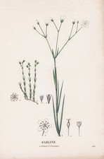 Sabline Fleur Botanique