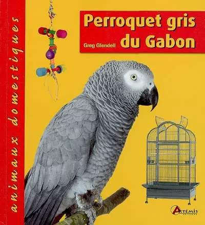Perroquet gris gabon - gabon,, greg
