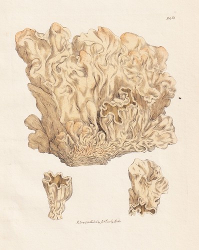 Tremella vesicaria champignons - tremella,