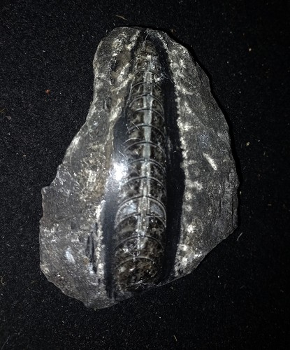 Fossile étudier orthoceras - à,